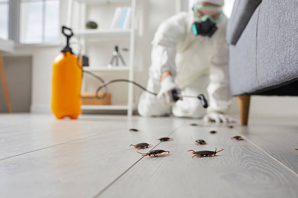 Commercial Kitchen Cockroach Control in Rockville